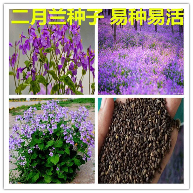 二月兰花种子