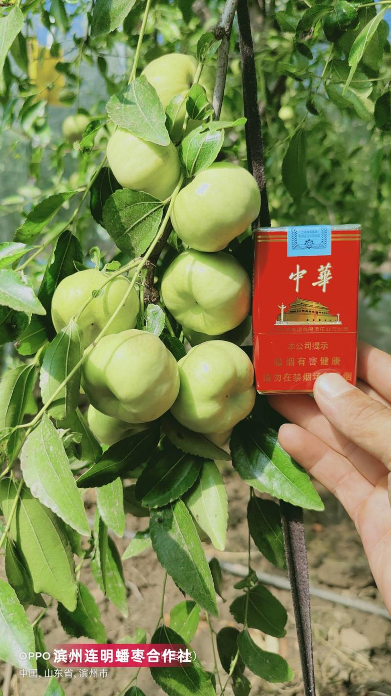 蟠枣树苗新品种个头大脆甜自然结果包品种包技术