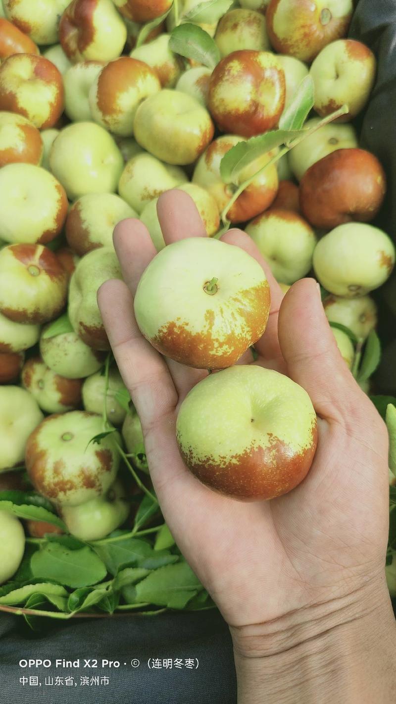 蟠枣树苗新品种个头大脆甜自然结果包品种包技术
