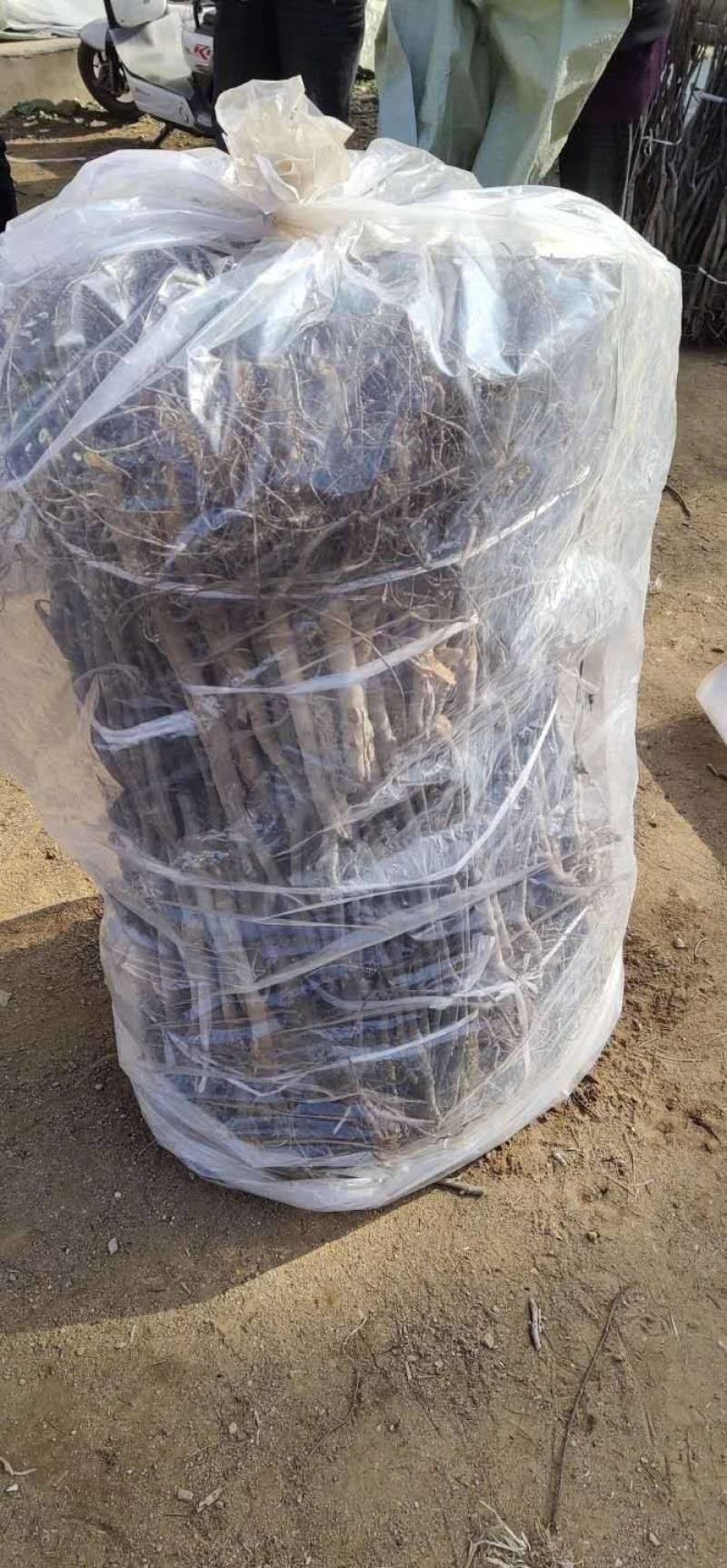 蟠枣树苗新品种个头大脆甜自然结果包品种包技术
