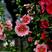 蜀葵花种混色一丈红重瓣蜀葵种子室外庭院多年生四季易活花卉