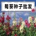 蜀葵花种混色一丈红重瓣蜀葵种子室外庭院多年生四季易活花卉
