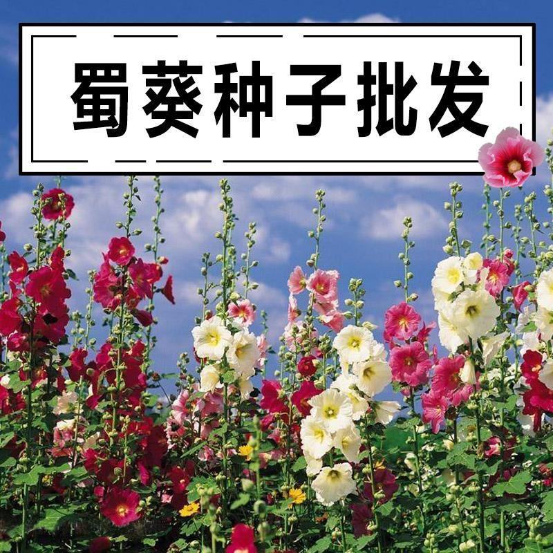 蜀葵花种混色一丈红重瓣蜀葵种子室外庭院多年生四季易活花卉
