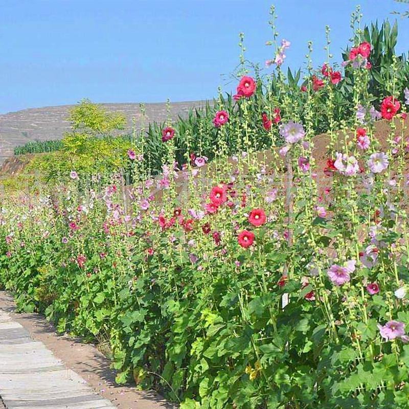 蜀葵花种混色一丈红重瓣蜀葵种子室外庭院多年生四季易活花卉