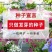 蜀葵花种混色一丈红重瓣蜀葵种子室外庭院多年生四季易活花卉