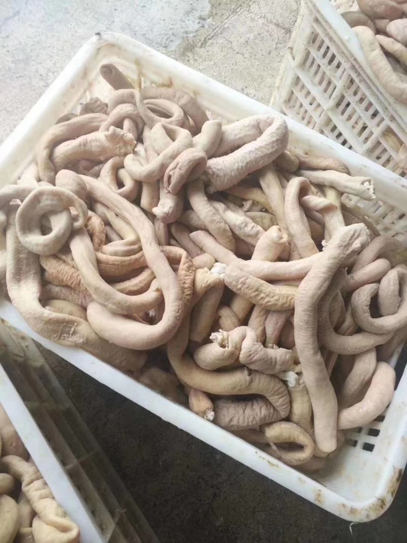 国产牛圆肠圆肠