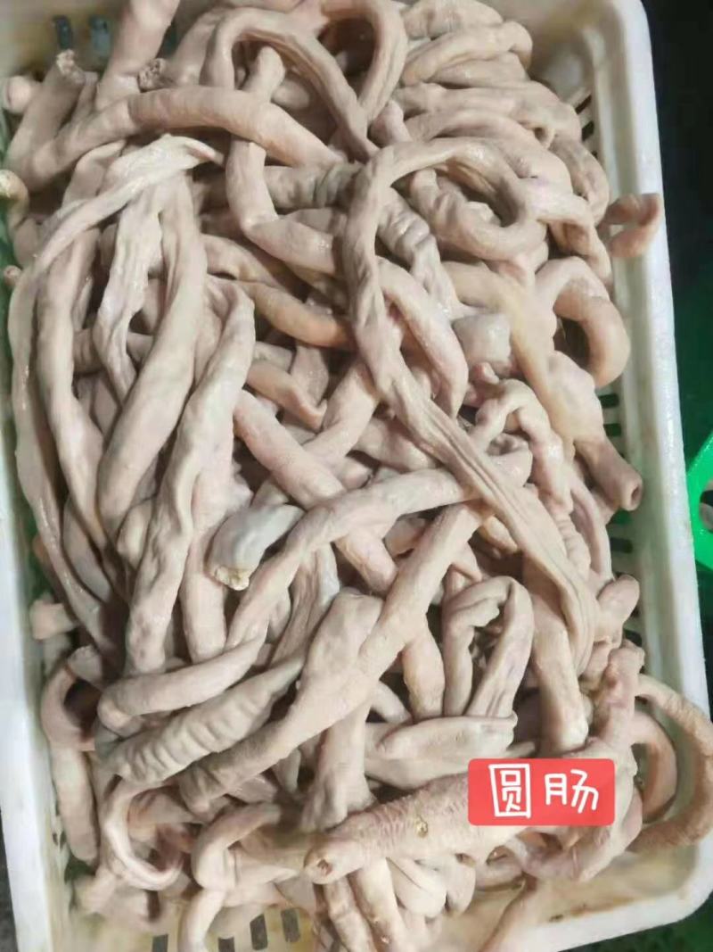 国产牛圆肠圆肠