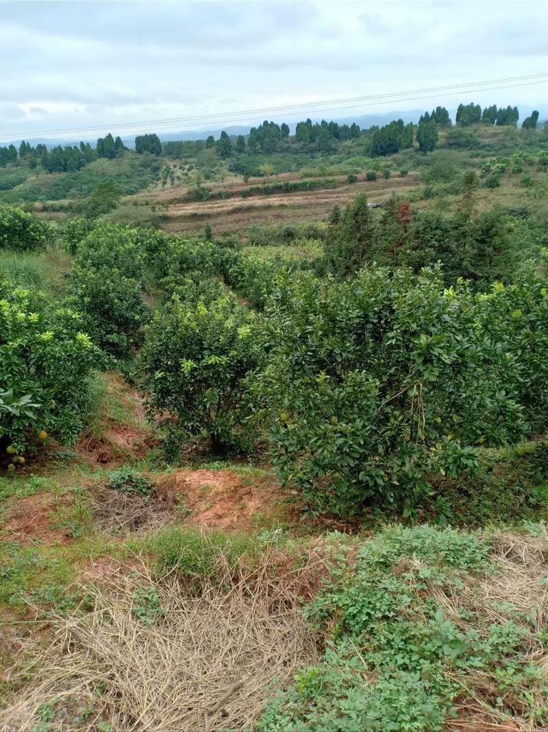 湖南郴州柚子树，广东柚子树，沙田柚，品种齐全提供技术指导