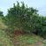 湖南郴州柚子树，广东柚子树，沙田柚，品种齐全提供技术指导
