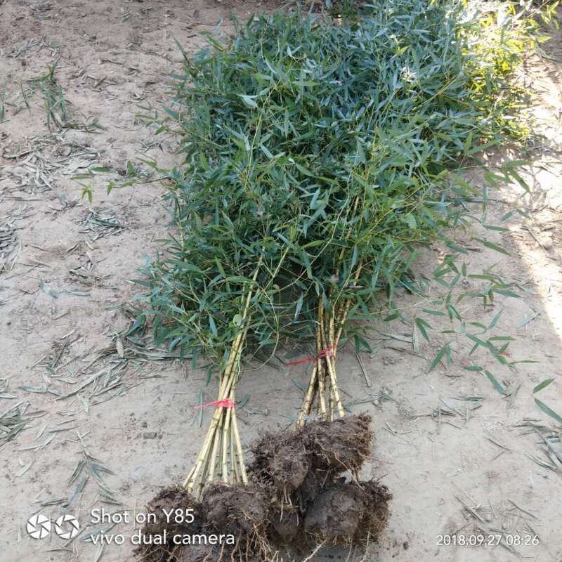 竹子苗庭院竹子植物四季常青绿化黄金竹青竹苗紫竹罗汉竹盆栽