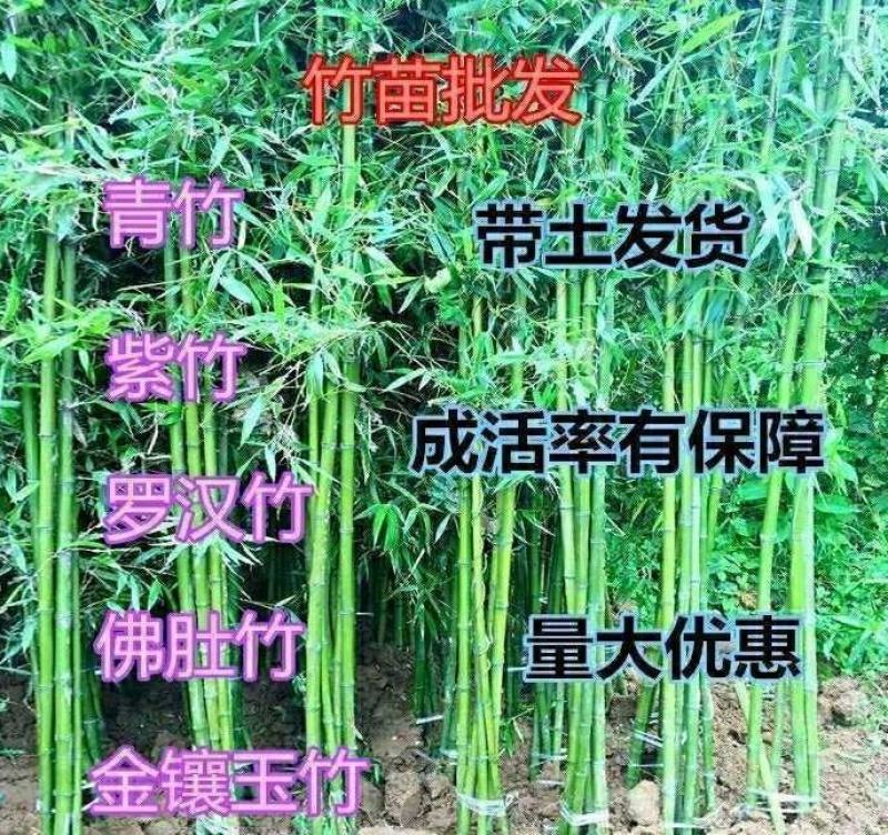 竹子苗庭院竹子植物四季常青绿化黄金竹青竹苗紫竹罗汉竹盆栽