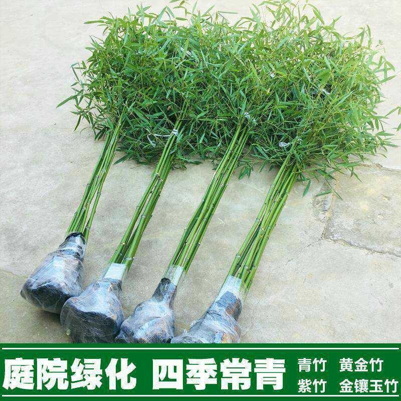 竹子苗庭院竹子植物四季常青绿化黄金竹青竹苗紫竹罗汉竹盆栽