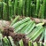 红心白心火龙果苗盆栽果树苗当年结果南方北方四季种植阳台