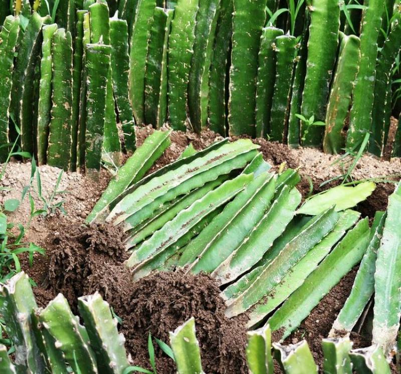 红心白心火龙果苗盆栽果树苗当年结果南方北方四季种植阳台