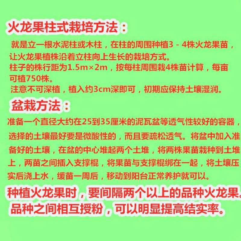 红心白心火龙果苗盆栽果树苗当年结果南方北方四季种植阳台
