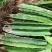 红心白心火龙果苗盆栽果树苗当年结果南方北方四季种植阳台