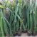 红心白心火龙果苗盆栽果树苗当年结果南方北方四季种植阳台