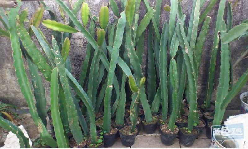 红心白心火龙果苗盆栽果树苗当年结果南方北方四季种植阳台