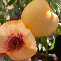 新品种嫁接黄油桃树苗金黄后桃树苗晚熟9月成熟