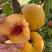 新品种嫁接黄油桃树苗金黄后桃树苗晚熟9月成熟