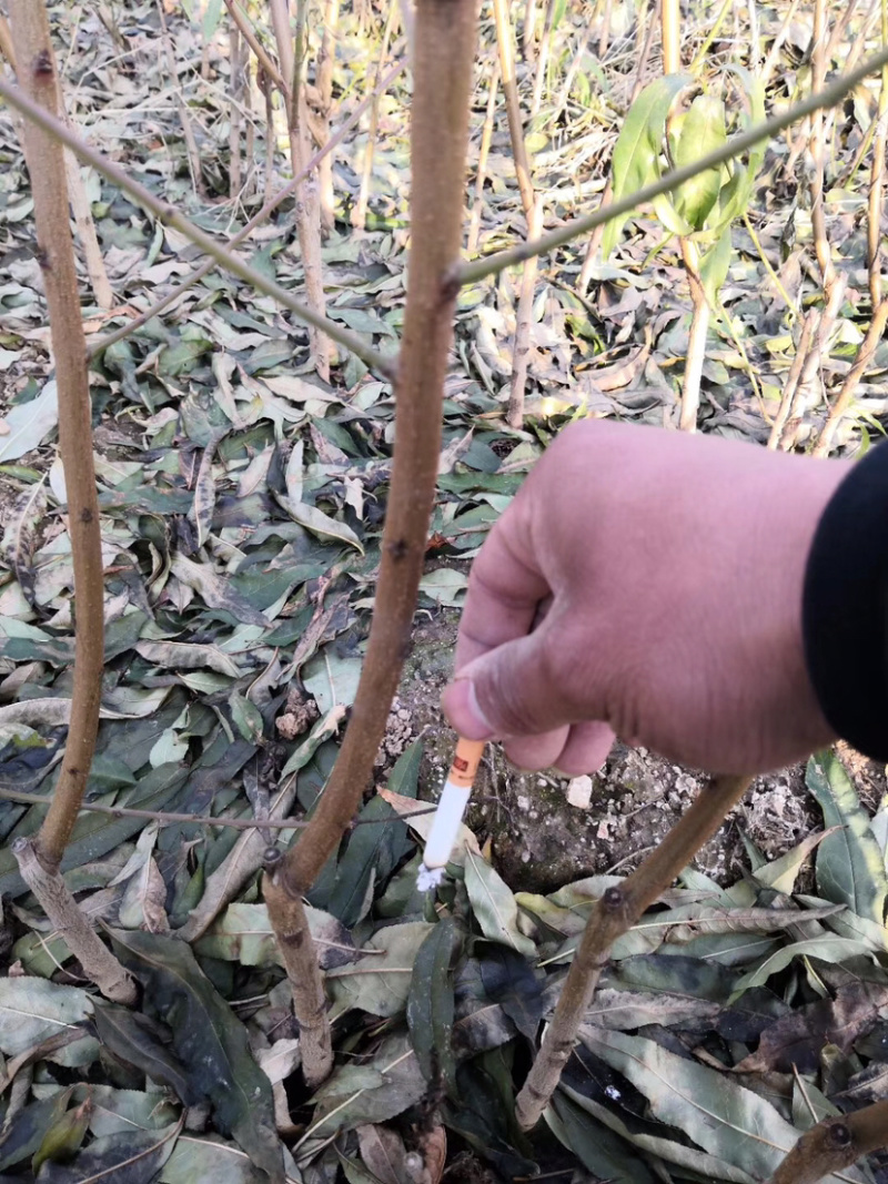 新品种嫁接黄油桃树苗金黄后桃树苗晚熟9月成熟