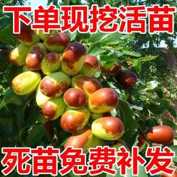 枣树苗嫁接枣树活苗当年结果南方北方庭院种植盆栽地栽特大枣