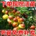 枣树苗嫁接枣树活苗当年结果南方北方庭院种植盆栽地栽特大枣