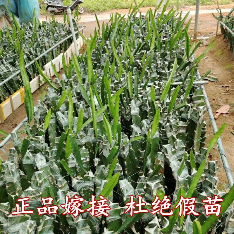 无刺黄龙果苗以色列无刺黄龙果苗火龙果苗种植盆栽当年结果