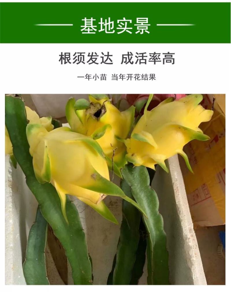 无刺黄龙果苗以色列无刺黄龙果苗火龙果苗种植盆栽当年结果
