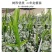 无刺黄龙果苗以色列无刺黄龙果苗火龙果苗种植盆栽当年结果