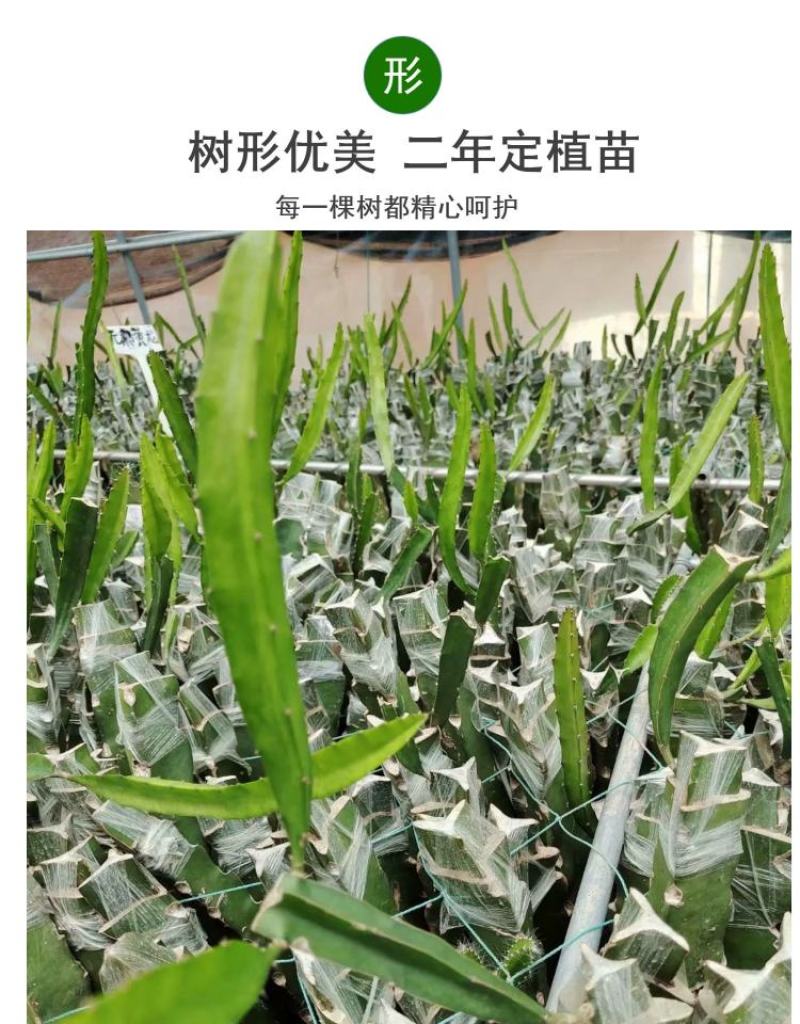 无刺黄龙果苗以色列无刺黄龙果苗火龙果苗种植盆栽当年结果