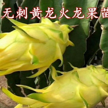 无刺黄龙果苗以色列无刺黄龙果苗火龙果苗种植盆栽当年结果