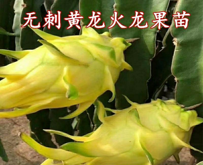 无刺黄龙果苗以色列无刺黄龙果苗火龙果苗种植盆栽当年结果