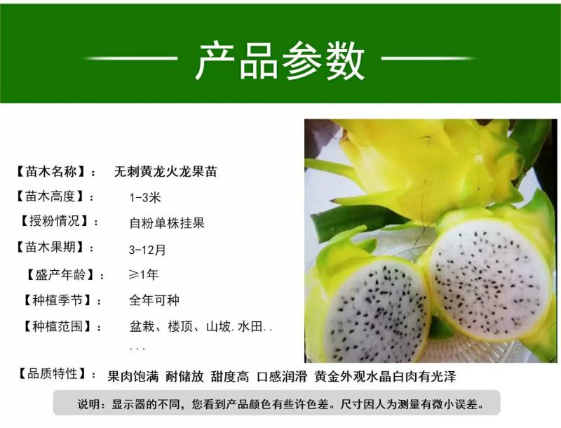 无刺黄龙果苗以色列无刺黄龙果苗火龙果苗种植盆栽当年结果