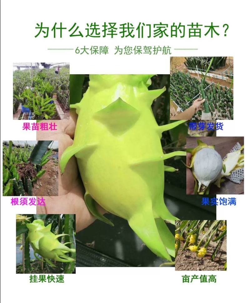 无刺黄龙果苗以色列无刺黄龙果苗火龙果苗种植盆栽当年结果