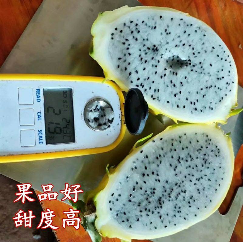 无刺黄龙果苗以色列无刺黄龙果苗火龙果苗种植盆栽当年结果