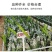 无刺黄龙果苗以色列无刺黄龙果苗火龙果苗种植盆栽当年结果