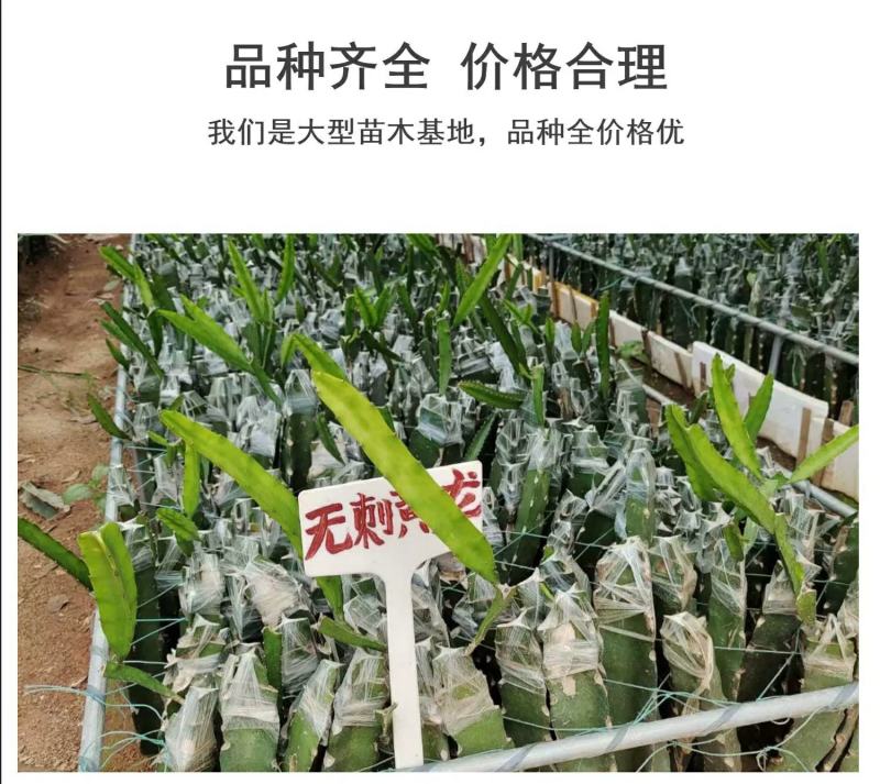 无刺黄龙果苗以色列无刺黄龙果苗火龙果苗种植盆栽当年结果