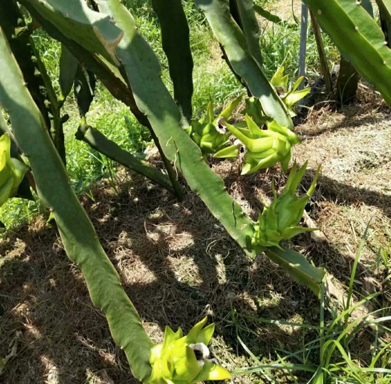无刺黄龙果苗以色列无刺黄龙果苗火龙果苗种植盆栽当年结果