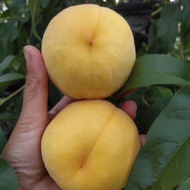 新品种桃树苗金蜜1号黄桃苗早熟品种成熟大果脆甜