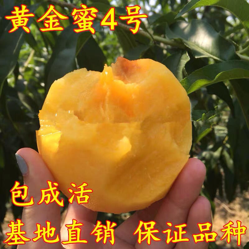 新品种桃树苗金童5号黄桃苗8月成熟大果脆甜