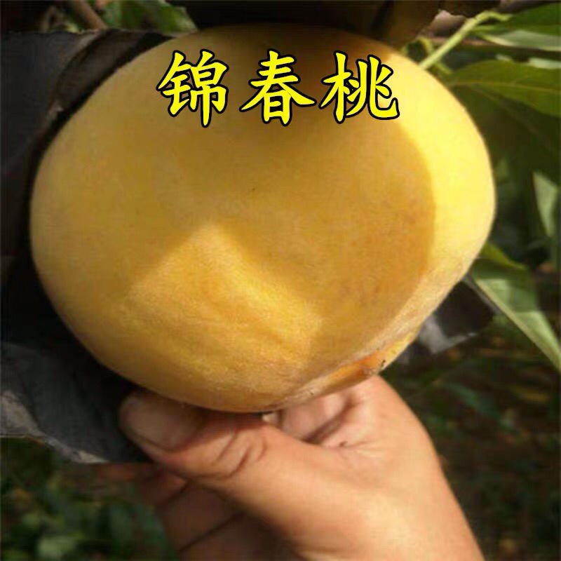 新品种桃树苗金童5号黄桃苗8月成熟大果脆甜