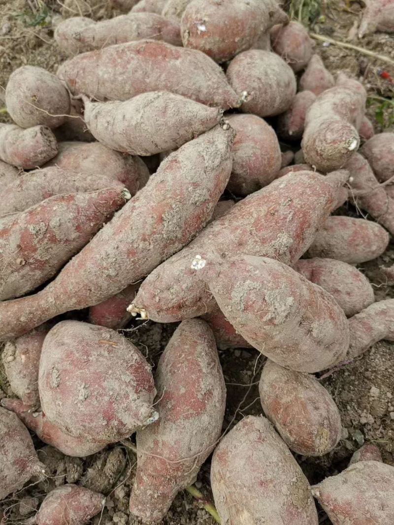 广西柳州三江花心红薯，