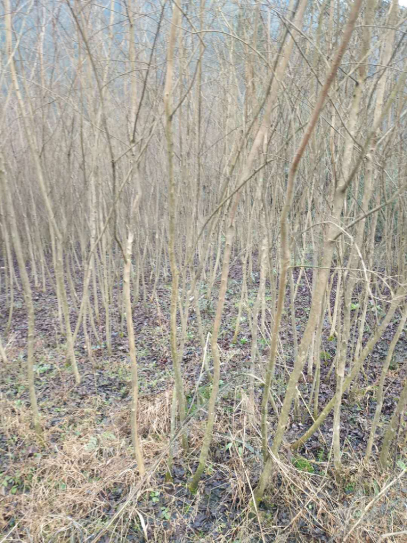 占地紫薇，价格低廉，支持现场看货，支持视频看货，