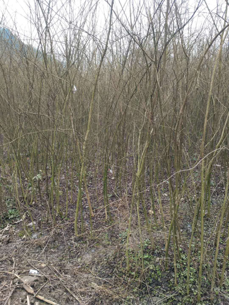 占地紫薇，价格低廉，支持现场看货，支持视频看货，
