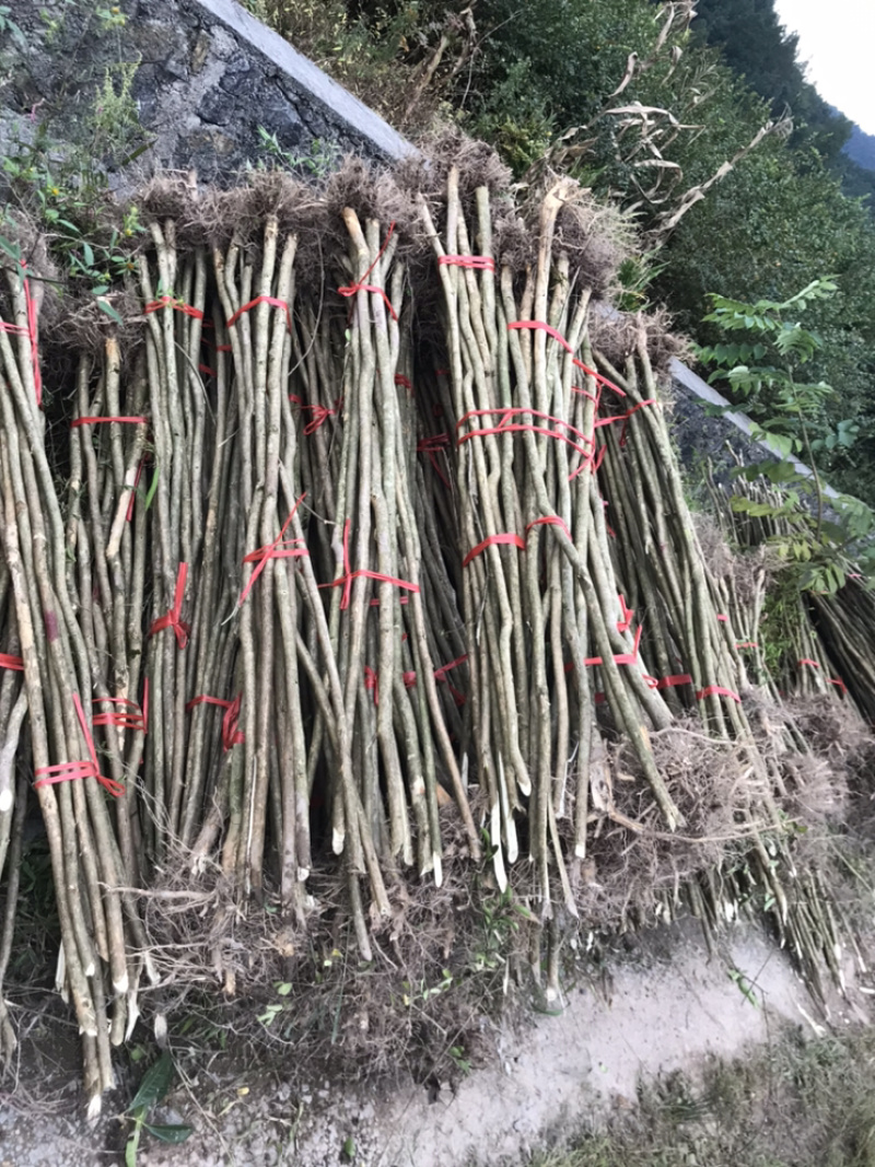 占地紫薇，价格低廉，支持现场看货，支持视频看货，