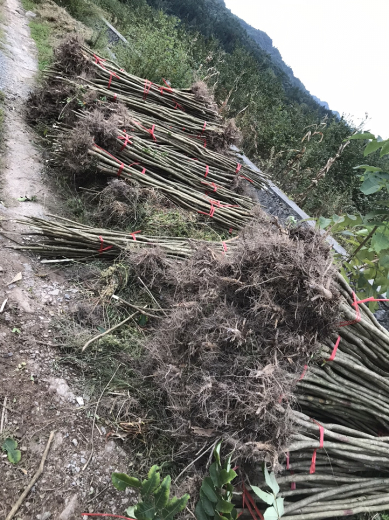 占地紫薇，价格低廉，支持现场看货，支持视频看货，