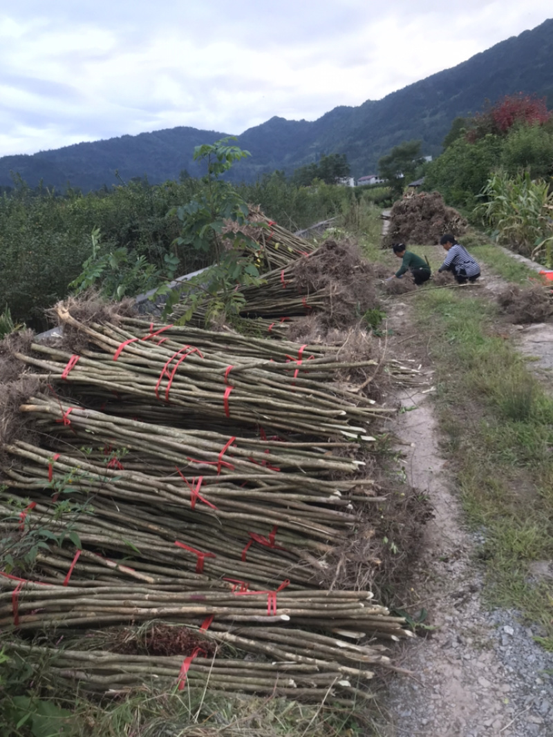占地紫薇，价格低廉，支持现场看货，支持视频看货，