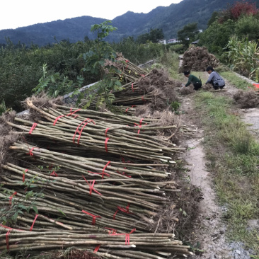 占地紫薇，价格低廉，支持现场看货，支持视频看货，