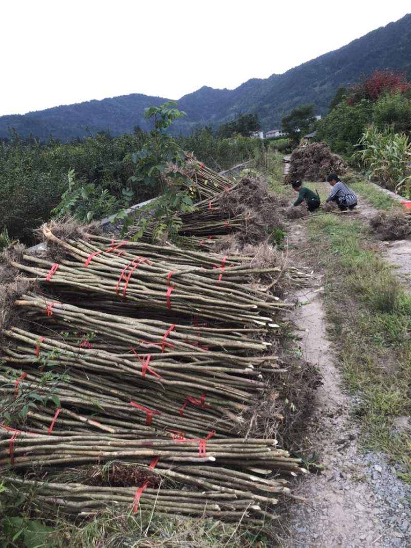 占地紫薇，价格低廉，支持现场看货，支持视频看货，